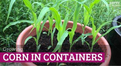 Growing Corn in Containers from Seed to Harvest