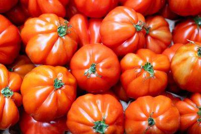 The Dos And Don'ts Of Potting Beefsteak Tomatoes, According To A Garden Expert