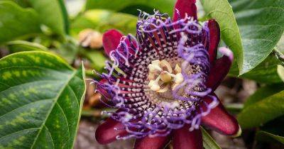 How to Propagate Passionflower Vines