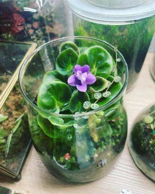 Grow these Purple Plants in jars, bottles, and vases