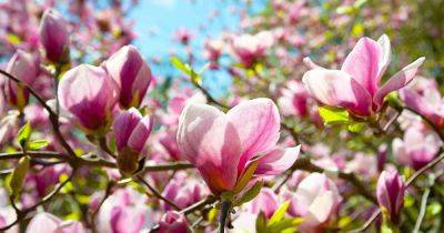 How to Identify and Manage Magnolia Tree Diseases
