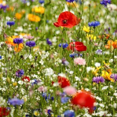 How and When to Sow Wildflowers?