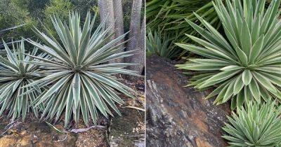 Is Agave a Cactus? Find Out all the Details!