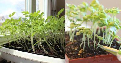 Why You Should Always Thin Seedlings and How!