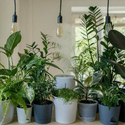 The Houseplants You Shouldn’t Keep if You Have Pets