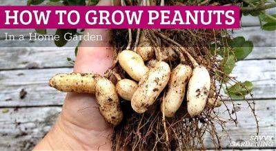 How to Grow Peanuts in a Home Garden
