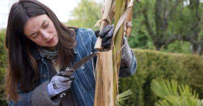 Frances Tophill's guide to May pruning