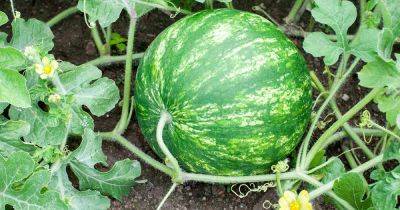How to Water Watermelons
