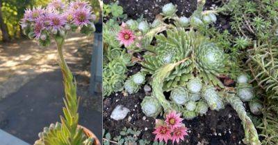 What To Do With Hens and Chicks Flowers