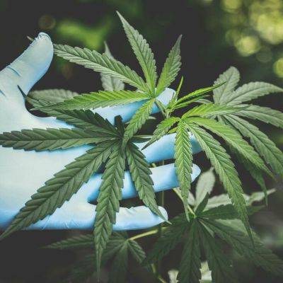 Exploring the Potential Health Benefits of the Cannabis Plant