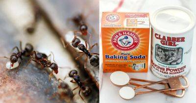 Does Baking Soda Kill Ants? Find Out!