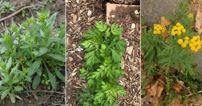 9 Weeds That Look Like Marigold Leaves