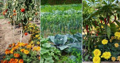 17 Vegetable Combination Ideas for Container Gardens