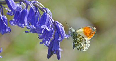 Wildlife watch: Orange-tip butterfly