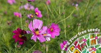 Free flower seeds – May