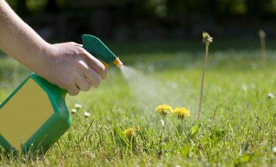 How To Easily Kill Pesky Weeds With Dish Soap