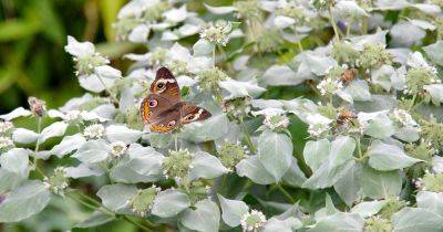 How to Plant and Grow Mountain Mint (Pycnanthemum)