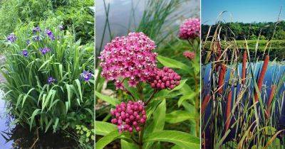 16 Swamp Flowers that Grow in Bogs and Marshes