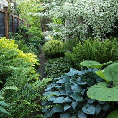 Touring a Serene and Immersive Garden Oasis