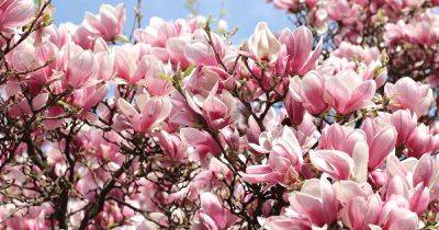 7 Reasons Magnolia Trees May Fail to Bloom