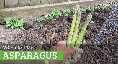 When to Plant Asparagus for Healthy, Productive Plants