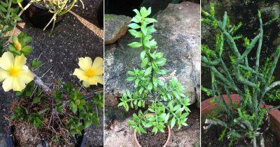 8 Types of Pereskiopsis Cactus Varieties