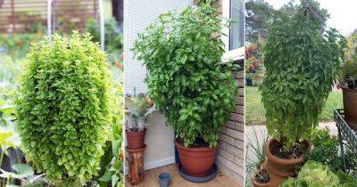 How to Grow Big Basil Plant Like a Shrub for Unlimited Harvest