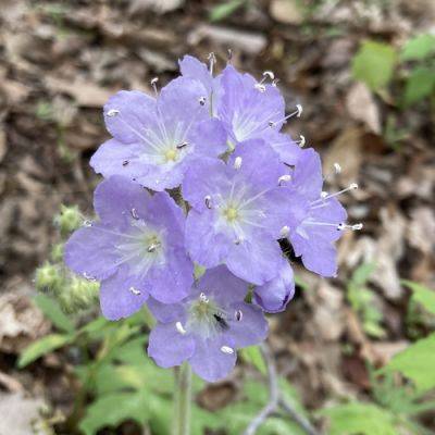GPOD on the Road: Wildflowers of Southern Indiana