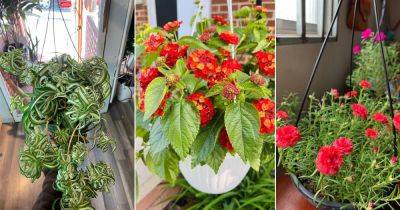14 Drought Tolerant Plants for Hanging Baskets