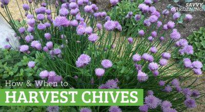How to Harvest Chives From the Garden or Container Plantings