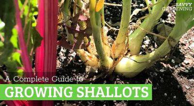 Growing shallots: A Complete Guide