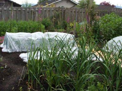 Insect netting will deter veggie garden pests