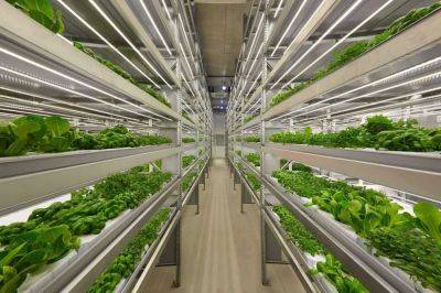 Four myths about vertical farming debunked by an expert