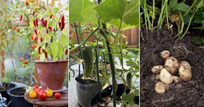 12 Vegetables that Grow Many from One