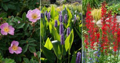 7 Common Louisiana Swamp Flowers