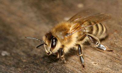 How to Identify Different Types of Bees