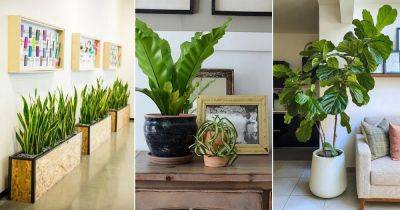8 Architectural Houseplants that Create Statement Indoors