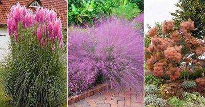 7 Flowers That Look Like Cotton Candy