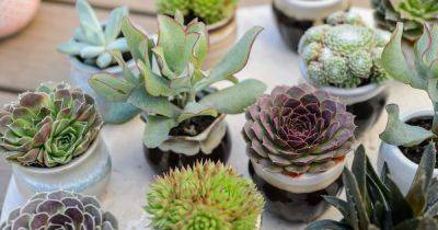 10 Smallest House Plants for Tiny Spaces
