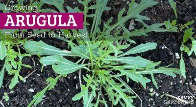 Planting Arugula: A Seed-to-Harvest Guide