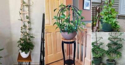 24 Trellis Ideas for Potted Plants