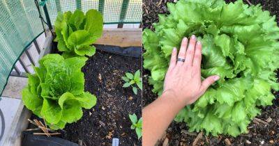 How to Harvest Lettuce So that It Keeps Growing