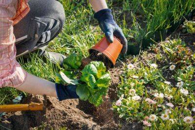 6 Ways to Be More Sustainable in Your Garden This Year