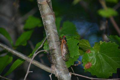 Question of the Week – Periodical Cicada