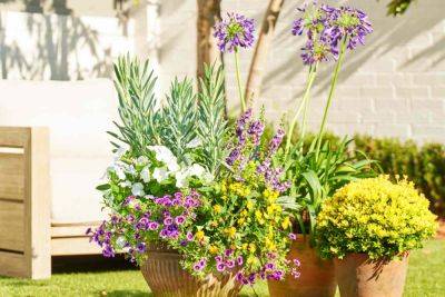 Recipes For Hardy Container Gardens That Can Stand Up To The Southern Heat