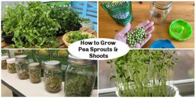 Pea Sprouts and Shoots: A Step By Step Growing Guide