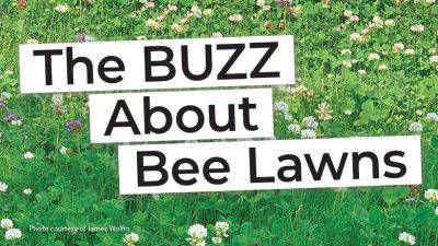 You've Heard of No-Mow May — Try a Bee Lawn Instead!