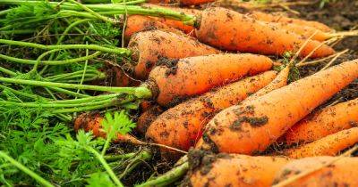 How to Identify and Manage 11 Carrot Diseases