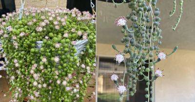 How to Get Your String of Pearls to Flower