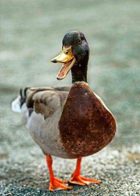 160 clean duck jokes and duck puns to quack you up